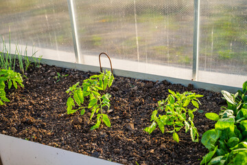 Planted tomato seedlings growing on a bed in a greenhouse close-up at sunset in the evening