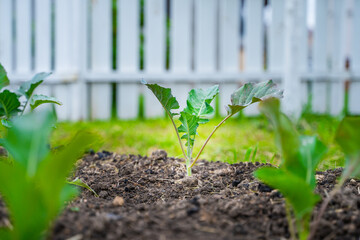 Young cauliflower and Brussels sprout seedlings growing in a vegetable garden, close-up