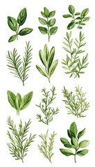 A watercolor illustration depicting various types of herbs, including rosemary, sage, and oregano, with vibrant green hues on a white background