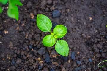 Small basil sprout growing in soil, close-up