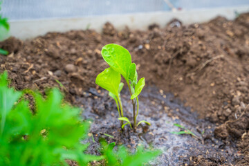 Freshly sprouted eggplant seedlings on a bed in a greenhouse, close-up