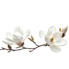 Naklejka premium Elegant white magnolia flowers blossoming on branch isolated against a black background ideal for design and floral projects
