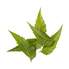 Fototapeta premium Fresh green neem leaves isolated on transparent background