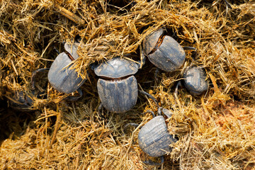Popeye dung beetles (Pachylomera femoralis), burrowing into elephant dung, South Africa.