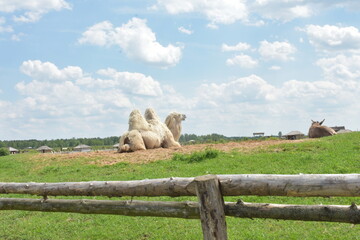 The camel lies peacefully on the ground