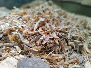 Coarse sawdust from wood chips.