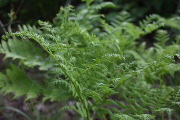Young fern