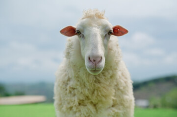 Obraz premium A white sheep stands on green grass with a blurred outdoor background, looking directly at the camera.