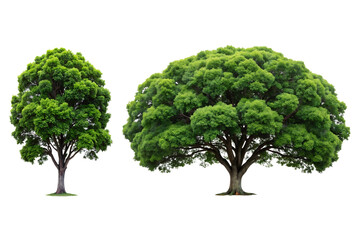 A camphor tree with dark green leaves and aromatic bark, Isolated on a Transparent Background