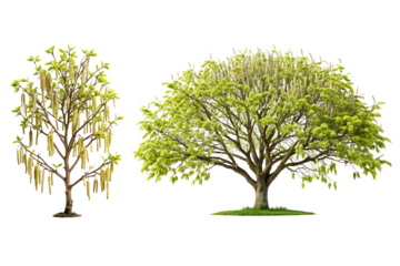 A hazelnut tree with spreading limbs and catkins, Isolated on a Transparent Background