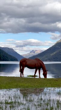 A horse grazing near a serene lake surrounded by mountains in Patagonia's tranquil nature