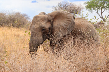 Obraz premium African elephant in Tarangire National Park, Tanzania