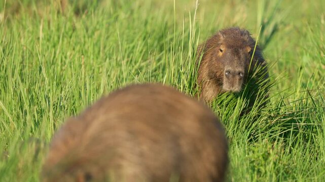 Capybara moves slowly through lush green grass approaching another capybara, Ibera wetlands, Corrientes, Argentina
