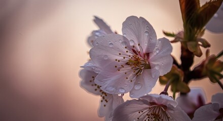 Blooming Flower with Water Droplets in Soft Lighting, Springtime Blossom