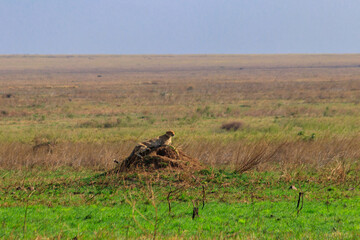 Cheetah (Acinonyx jubatus) on termite mound in savanna in Serengeti National park, Tanzania