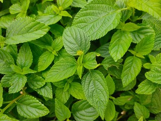 mint leaves on a green background © Imam