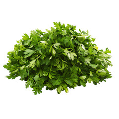 Obraz premium Parsley pile png