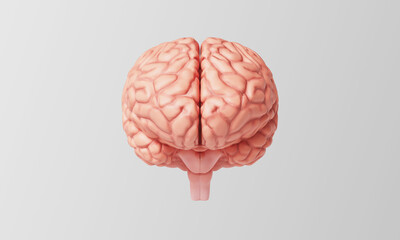 인간 뇌 해부학 일러스트 Anatomical Illustration of the Human Brain