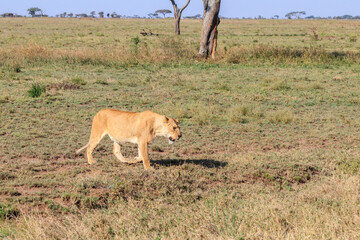 Lioness (Panthera leo) walking in savannah in Serengeti national park, Tanzania