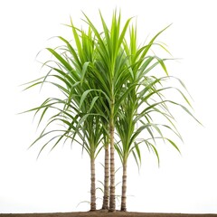 Fototapeta premium Single Stalk of Fresh Sugar Cane Isolated on White