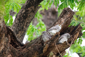 tree in the forest
