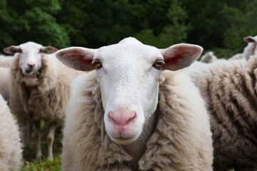 Portrait of a sheep in front view.. Sheep head in close up.