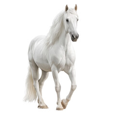 Obraz premium Majestic White Horse Portrait - A Stunning Capture of Equestrian Beauty , isolated on white background png