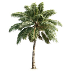 Obraz premium Majestic Palm Tree, Tropical Paradise, Lush Green Foliage, Island Beauty , isolated on white background png
