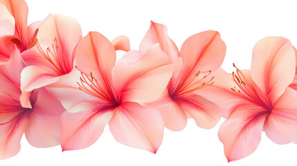 Fototapeta premium Pink Flowers Blossom Border