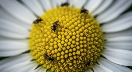 Daisy Flower Close-up with Small Insects on Yellow Pollen Center