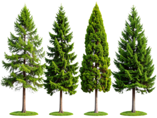 Four different pine trees, isolated on a transparent background