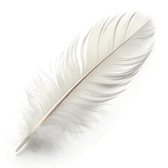 feather isolated on white background