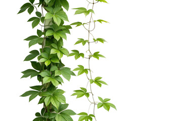 Obraz premium green leaves isolated on white