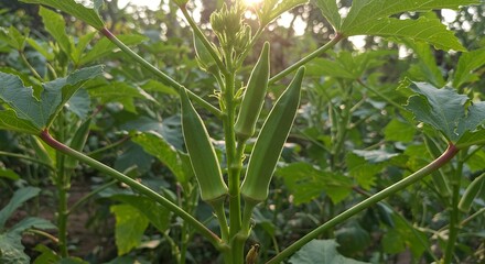 Obraz premium Okra Plant with Green Pods Growing in Garden