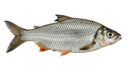 Isolated common roach fish presenting its silver scales and orange tinged fins