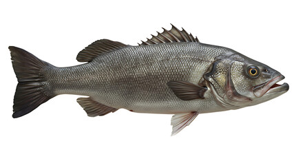 Fototapeta premium Isolated sea bass illustration, a commercially important and popular marine fish