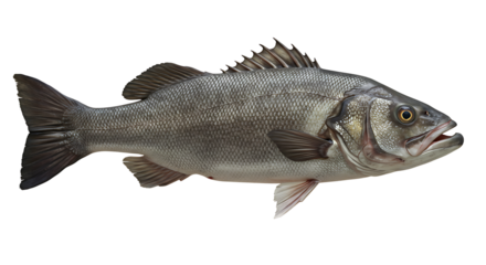 Isolated sea bass illustration, a commercially important and popular marine fish