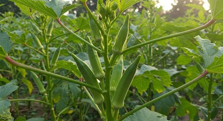 Green Okra Plant Growing in Field