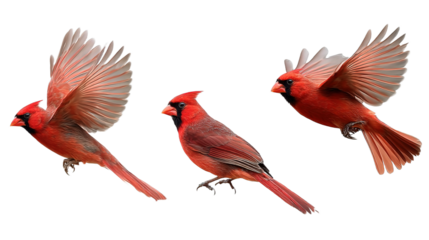 northern cardinal bird set red cardinal in flight, collection of 3, front left right angle variation, cutout isolated white background