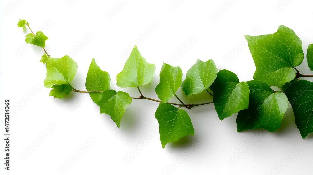 Poster glossy green ivy leaves trail in a gentle arc against a clean white background, creating a serene an