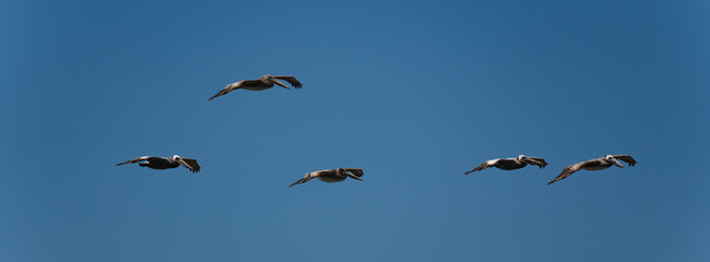 five pelicans flying in front of a blue sky