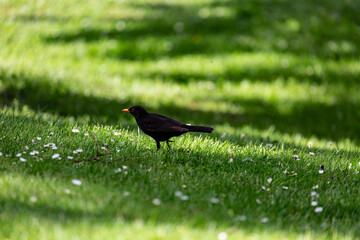 Blackbird on grass field in park