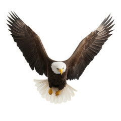 Obraz premium A majestic bald eagle soaring through the air, showcasing its impressive wingspan and fierce gaze. The eagle appears focused and determined, ready to take flight.