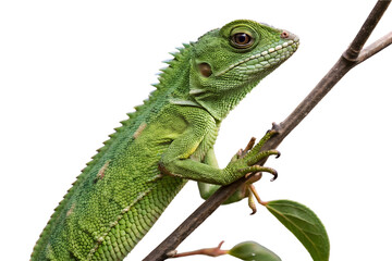 Fototapeta premium Green iguana on white background