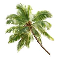 Majestic Palm Tree, Tropical Paradise, Lush Green Foliage, Exotic Beauty , isolated on white background png