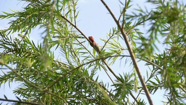 The oriental garden lizard, common garden lizard, bloodsucker, or changeable lizard is a garden lizard found widely distributed in India sitting on a branch