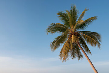 Minimalist palm tree silhouette against a bright sky, no other elements in frame, large copy space, natural daylight, smooth light background