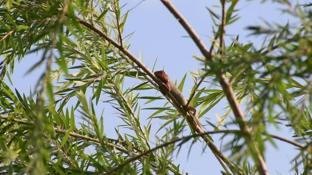 The oriental garden lizard, common garden lizard, bloodsucker, or changeable lizard is a garden lizard found widely distributed in India sitting on a branch
