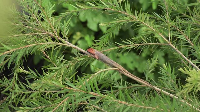 The oriental garden lizard, common garden lizard, bloodsucker, or changeable lizard is a garden lizard found widely distributed in India sitting on a branch