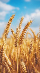 Close-Up View of Golden Wheat Ears Against a Bright Blue Sky